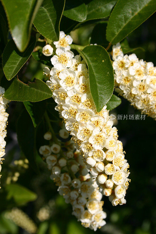 阻塞樱桃(Prunus virginiana)开花。